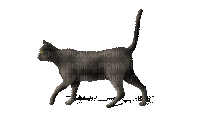 piwik - Безплатен анимиран GIF