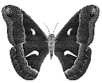 Butterfly, Butterflies, Insect, Insects, Deco, Black, GIF - Jitter.Bug.Girl - Free animated GIF