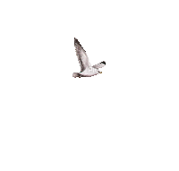 birds gif - Δωρεάν κινούμενο GIF
