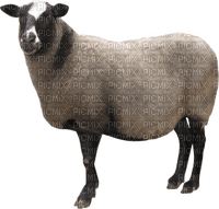 Kaz_Creations Sheep - Free PNG