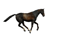 horse Nitsa P - Darmowy animowany GIF