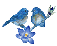 chantalmi oiseau bird blue bleu - Gratis animeret GIF