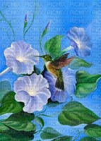 hummingbird - zadarmo png