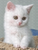 cat - GIF animado grátis