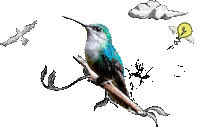 Hummingbird bp - GIF animado gratis