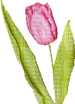 tulipano rosa gif - Бесплатный анимированный гифка