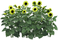 flores girasol - zdarma png