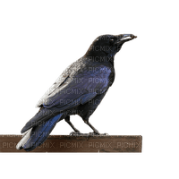 crow - besplatni png