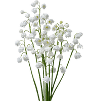 patymirabelle fleurs muguet - Free PNG