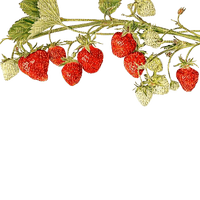 Erdbeeren - besplatni png