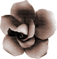 set Cacao-blomma-flower-minou52 - 免费PNG