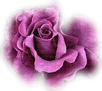 Róża różowa. - PNG gratuit