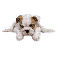 dog - 免费PNG