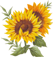 sunflower tournesol - Free PNG