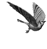 ani-fågel - Zdarma animovaný GIF