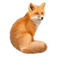 Kaz_Creations Cute Foxes Fox - png gratuito