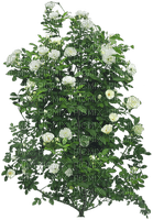 Bloemen en Planten - бесплатно png