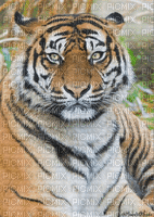 maj gif tigre - 免费动画 GIF