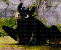 Toothless watching something again!! - GIF animé gratuit