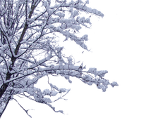 Winter Tree - bezmaksas png