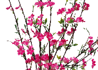 branche fleur rose 2 - GIF animate gratis