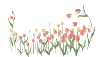 tulips Bb2 - бесплатно png
