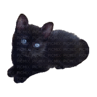 chat noir-black cat