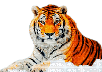 tiger  by nataliplus - PNG gratuit