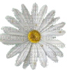 White daisy gif - GIF animé gratuit