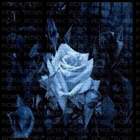 Blaue Rose, rose bleu - darmowe png
