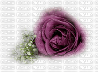 rosa   violet - PNG gratuit