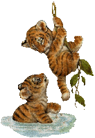 loly33 tigre - Gratis animeret GIF