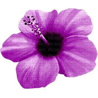 Flower.Purple - bezmaksas png