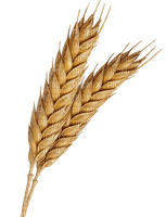 Getreide - png gratis
