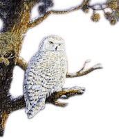 Rena Schneeeule owl Eule Vogel Bird - PNG gratuit