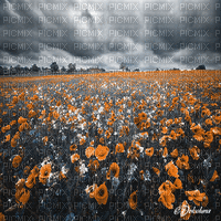 dolceluna poppy poppies field animated background - Darmowy animowany GIF