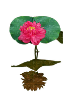 flower,lotus - png grátis