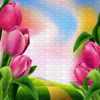 Y.A.M._Spring Summer background - 無料png