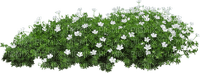 полянка с цветами - darmowe png