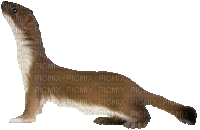 marten, weasel (created with gimp) - Darmowy animowany GIF