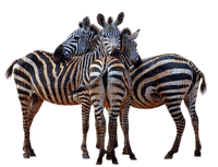 zebra bp - nemokama png