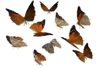 Mariposa - nemokama png
