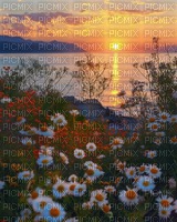 Flowers sunset background - ücretsiz png