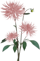 pink flower Bb2 - png grátis