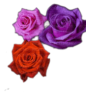 róże - besplatni png