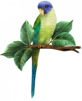 parrot by nataliplus - ilmainen png