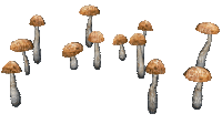 champignon.Cheyenne63 - Ücretsiz animasyonlu GIF