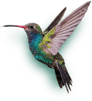 Kolibri - zdarma png