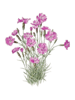 Blumen, Bartnelken, Flowers - gratis png