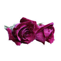 amarantowe róże - Darmowy animowany GIF